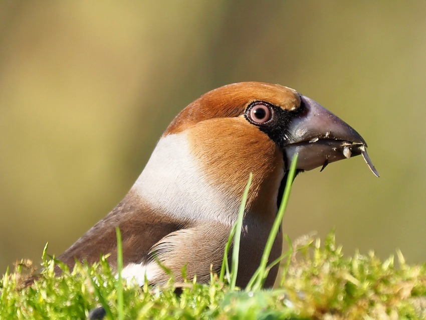 Frosone (Coccothraustes coccothraustes)